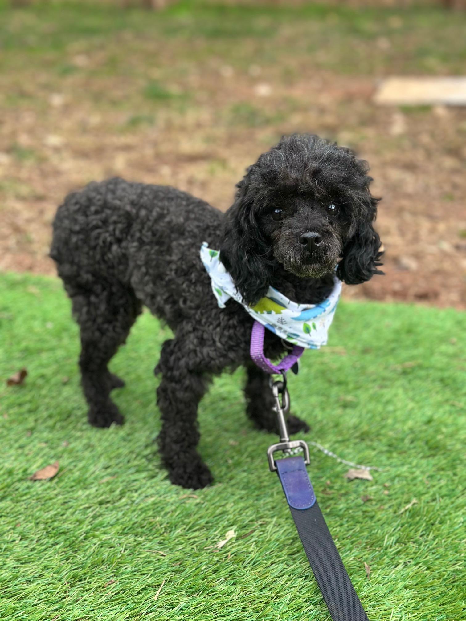 Enlarge Gale , a Adoptable Poodle (Toy) in Atlanta, GA image 5/5