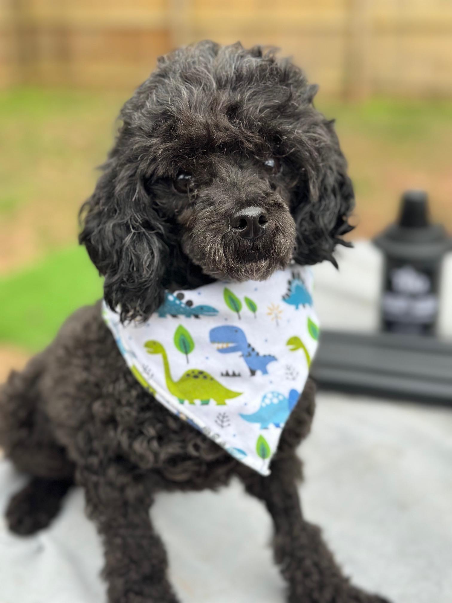 Enlarge Gale , a Adoptable Poodle (Toy) in Atlanta, GA image 1/5