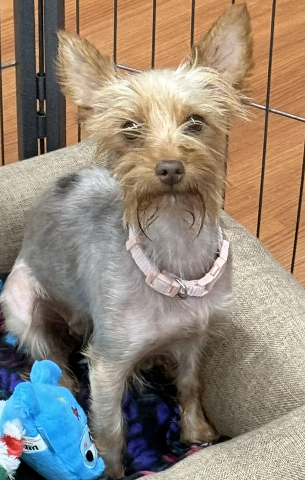 Cinnamon, a ADOPTABLE mixed breed in Mauston, WI image 2/2
