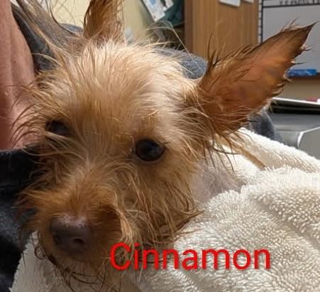 Cinnamon, ADOPTABLE, Adult Female Yorkshire Terrier.
