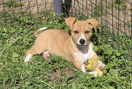 Enlarge Shelly, an adopted Mixed Breed in Rossville, TN image 2/6