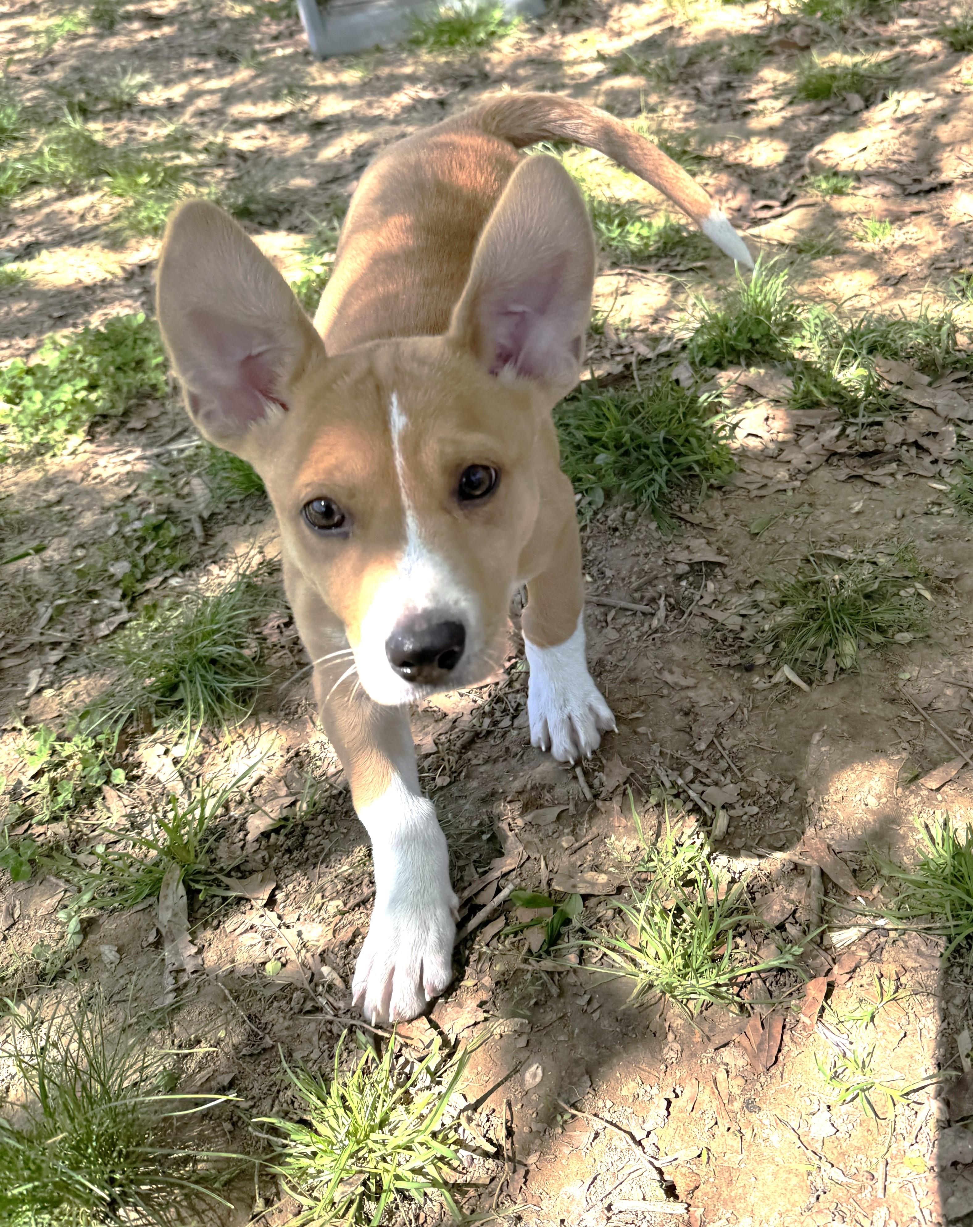 Enlarge Shelly, an adopted Mixed Breed in Rossville, TN image 6/6