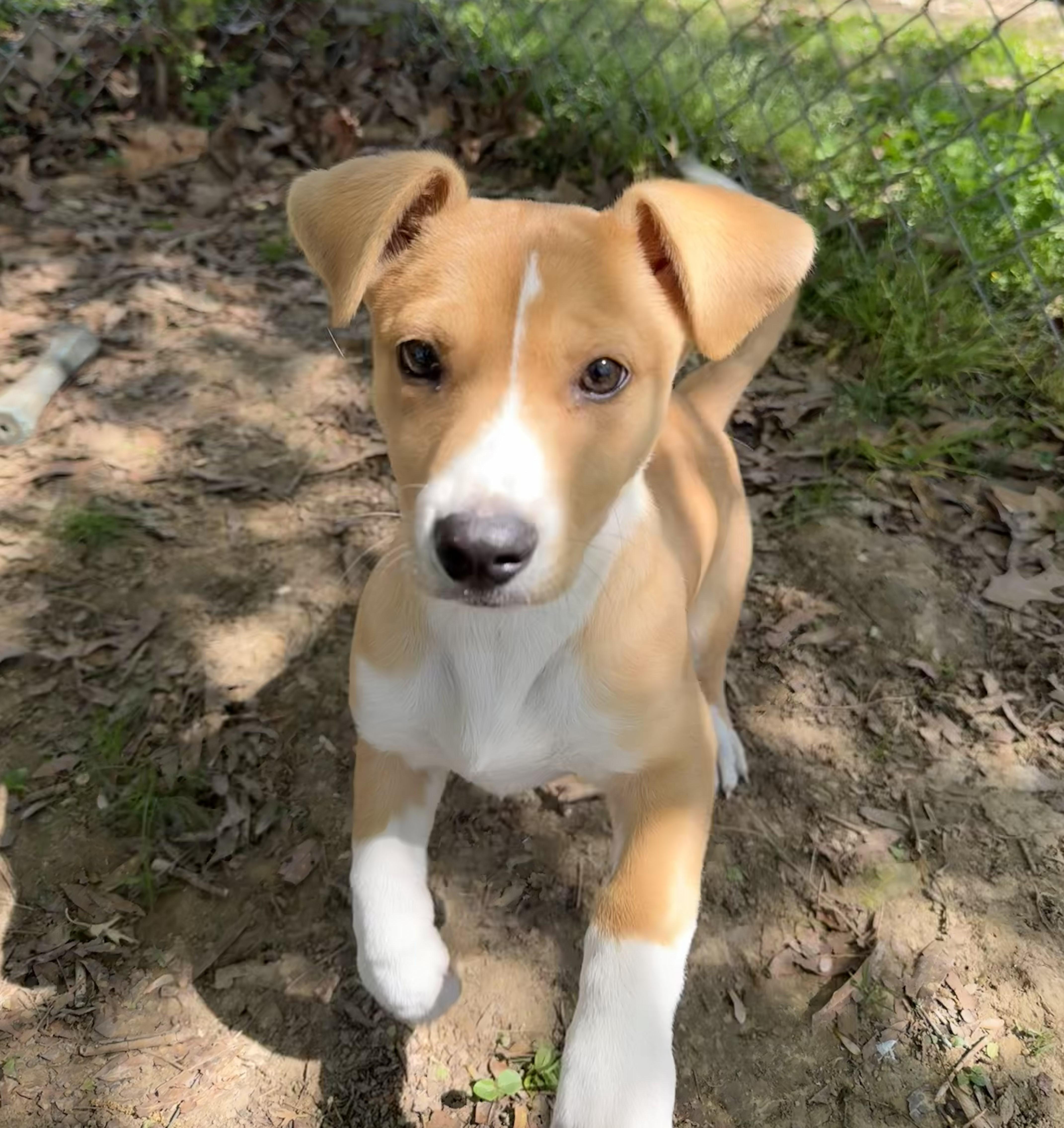 Shelly, adopted, Puppy Female Mixed Breed.