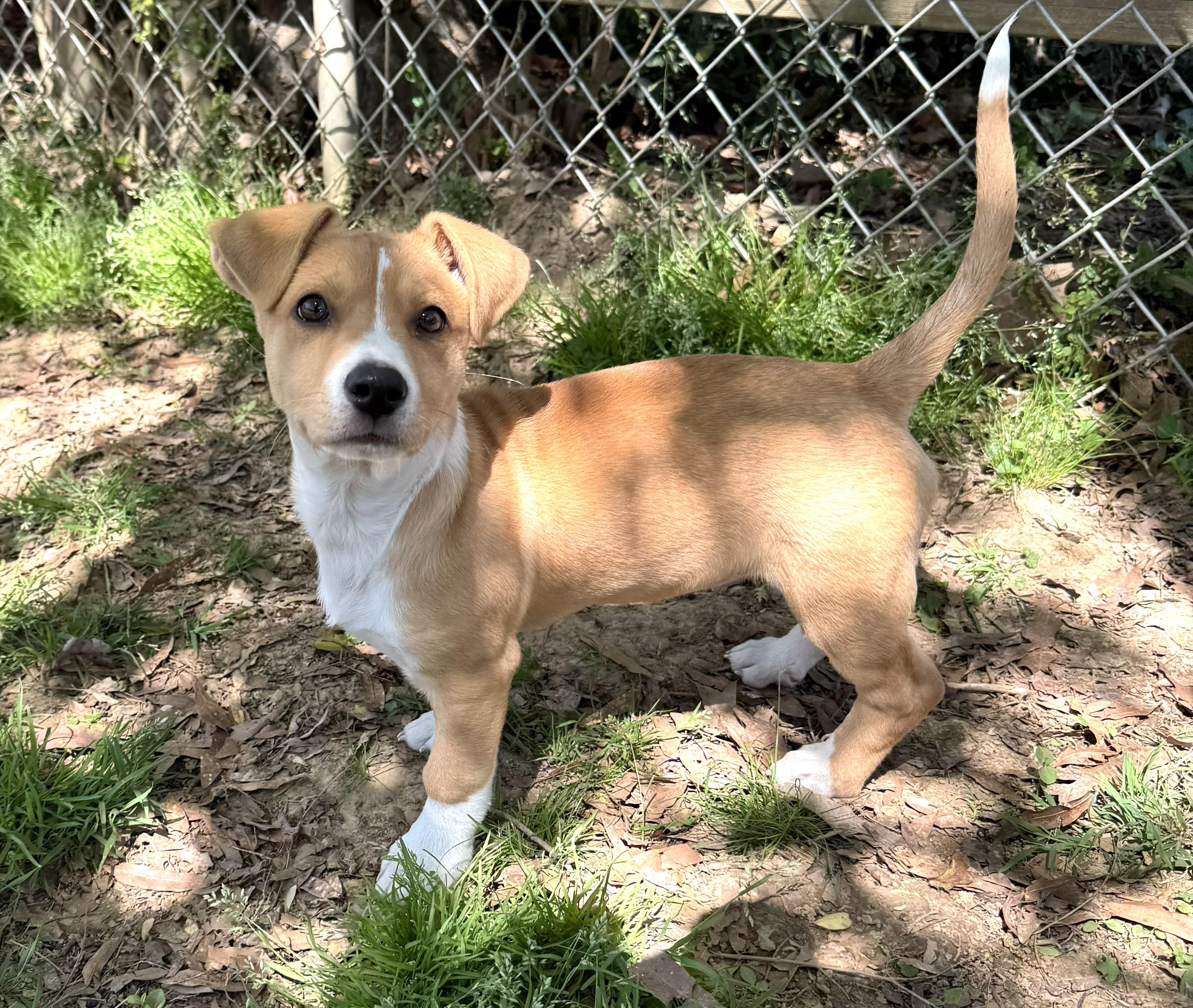 Enlarge Shelly, an adopted Mixed Breed in Rossville, TN image 5/6