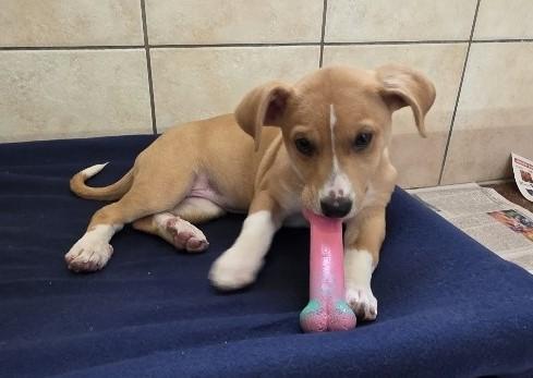 Enlarge Shelly, an adopted Mixed Breed in Rossville, TN image 4/6