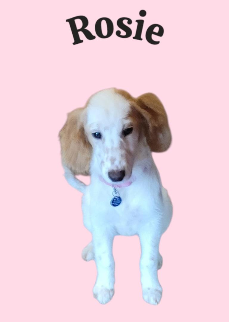 Rosie thumbnail 2