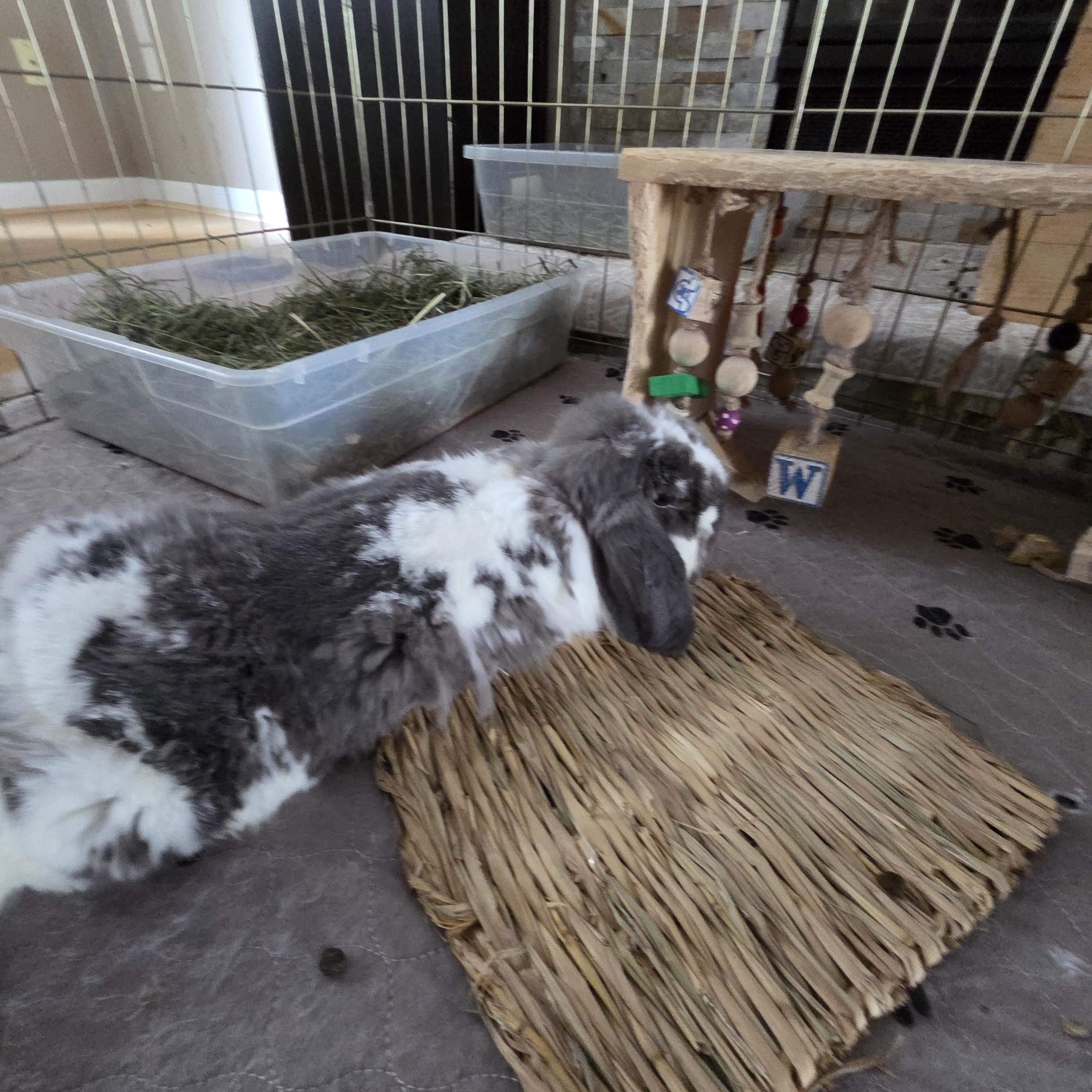 Enlarge Edith, a Adopted English Lop in Vandalia, OH image 2/3