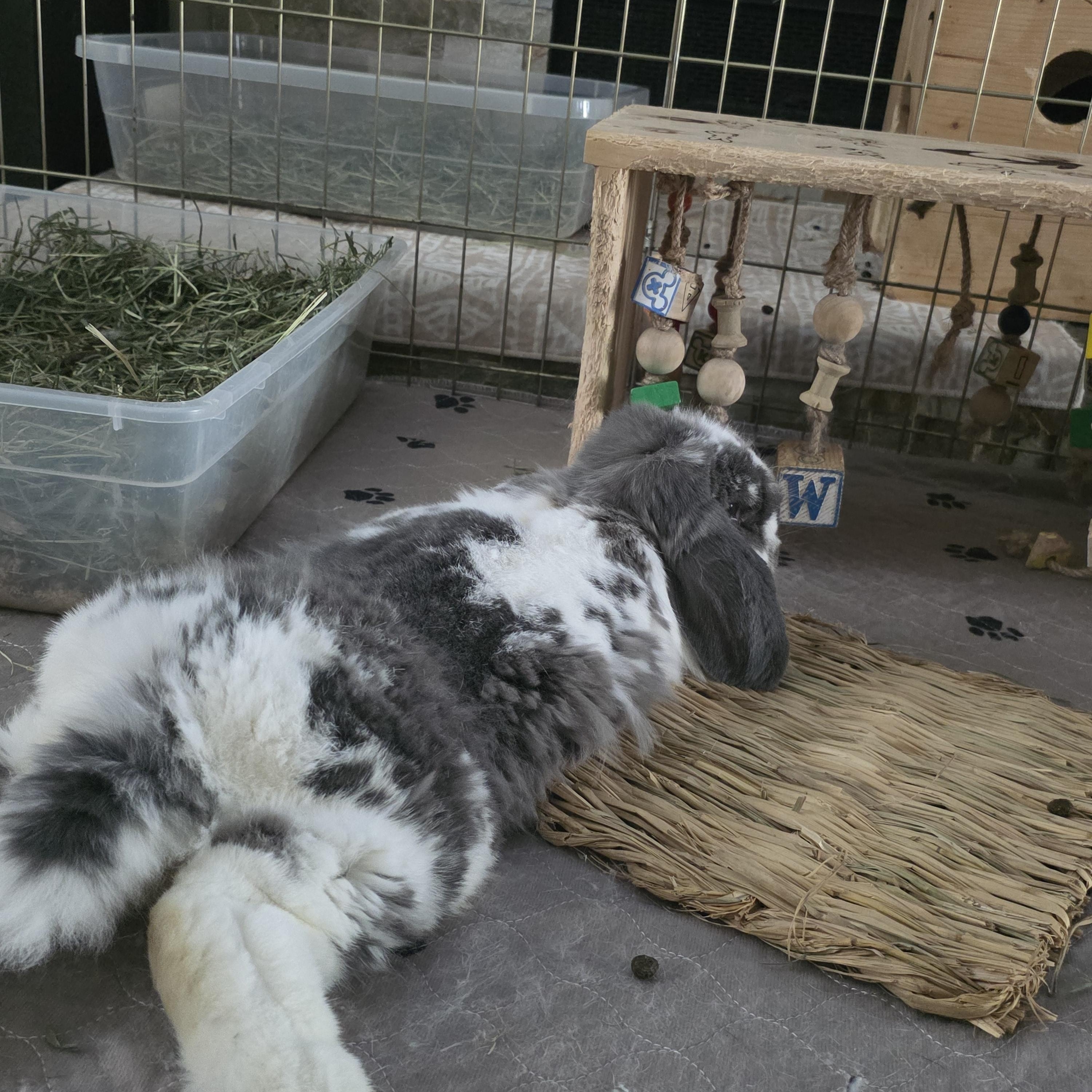 Enlarge Edith, a Adopted English Lop in Vandalia, OH image 3/3
