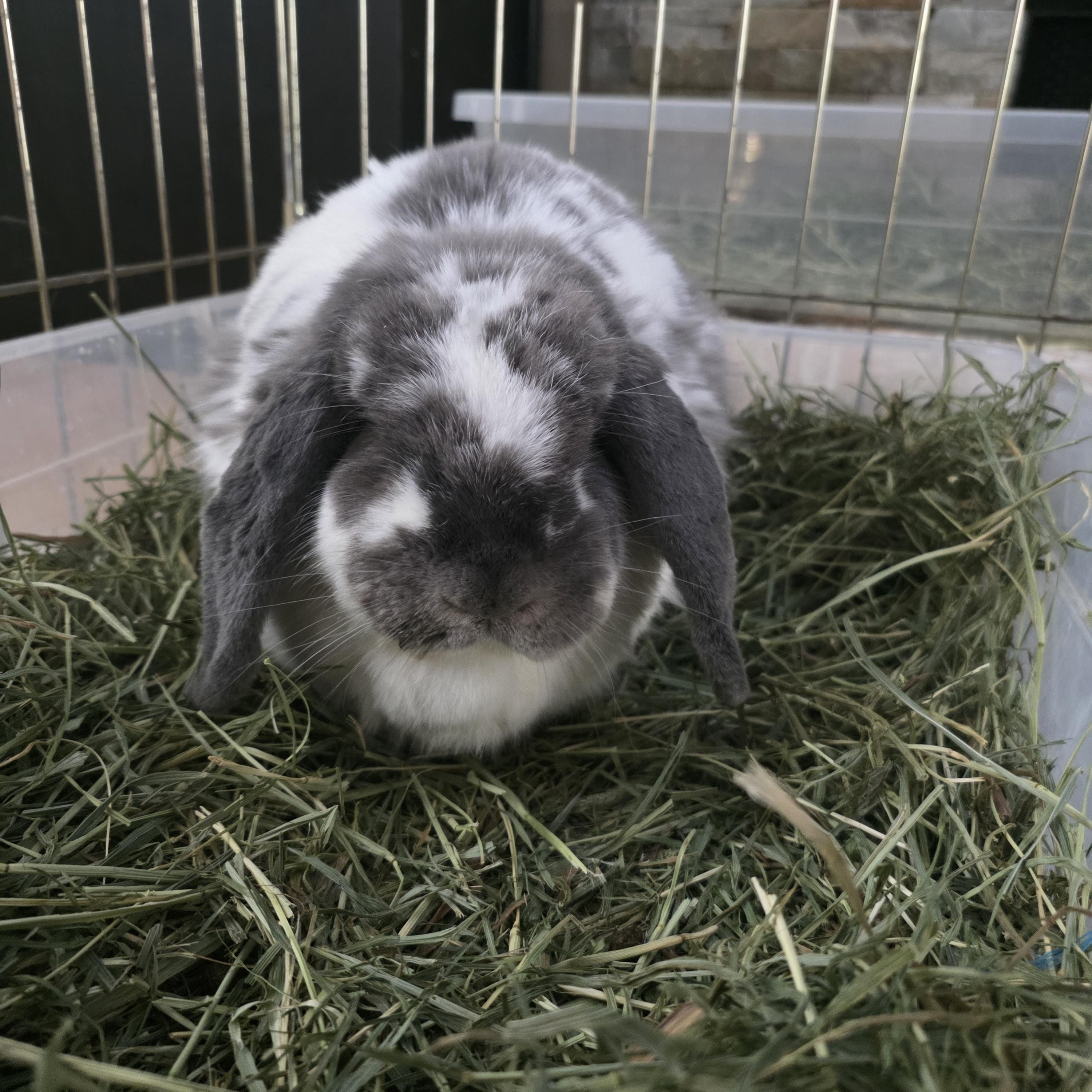 Edith, Adopted, Adult Female English Lop.
