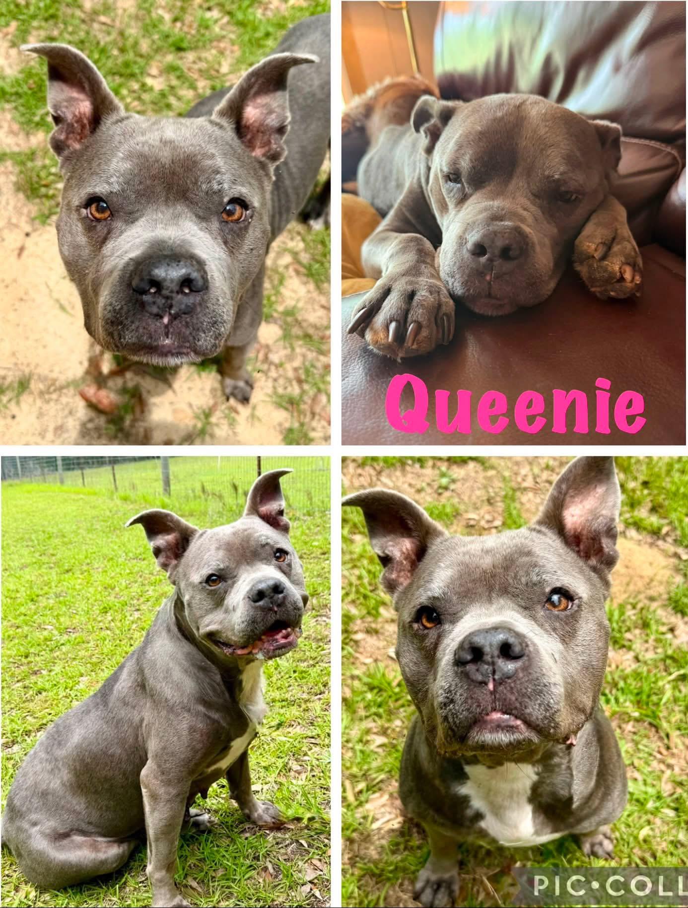 Enlarge Queenie, a ADOPTABLE mixed breed in Enterprise, AL image 1/1