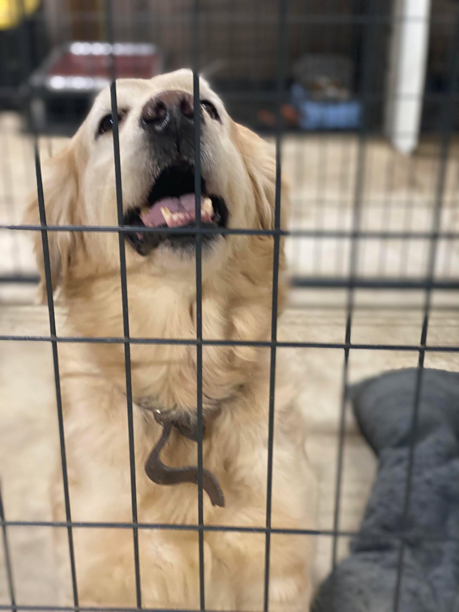 Lumee Rae, Adopted, Adult Female Mixed Breed.