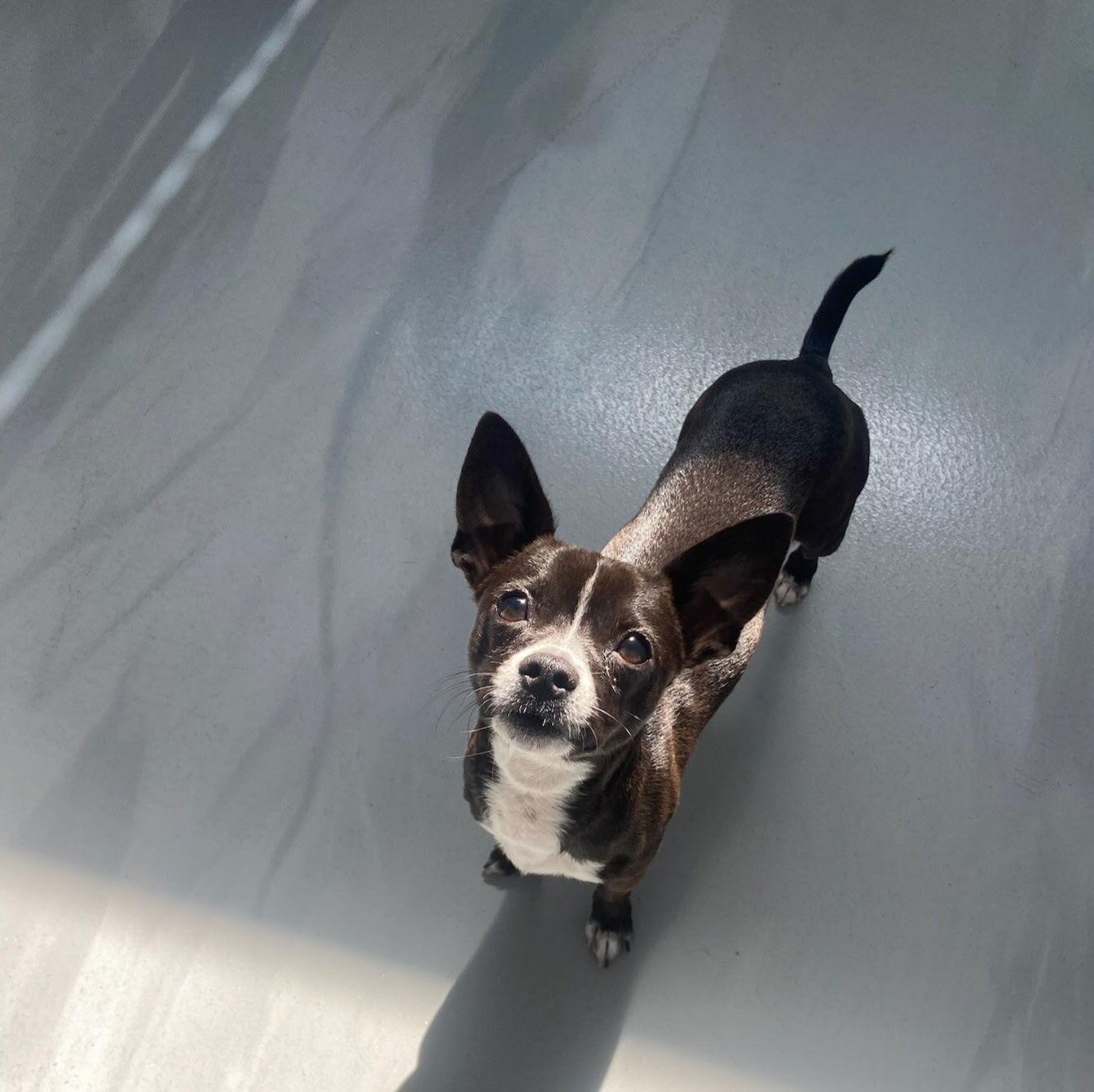Enlarge Papas, an adopted Chihuahua in Los Angeles, CA image 1/6