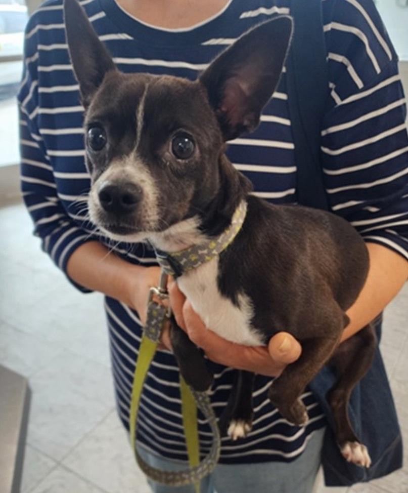 Enlarge Papas, an adopted Chihuahua in Los Angeles, CA image 2/6