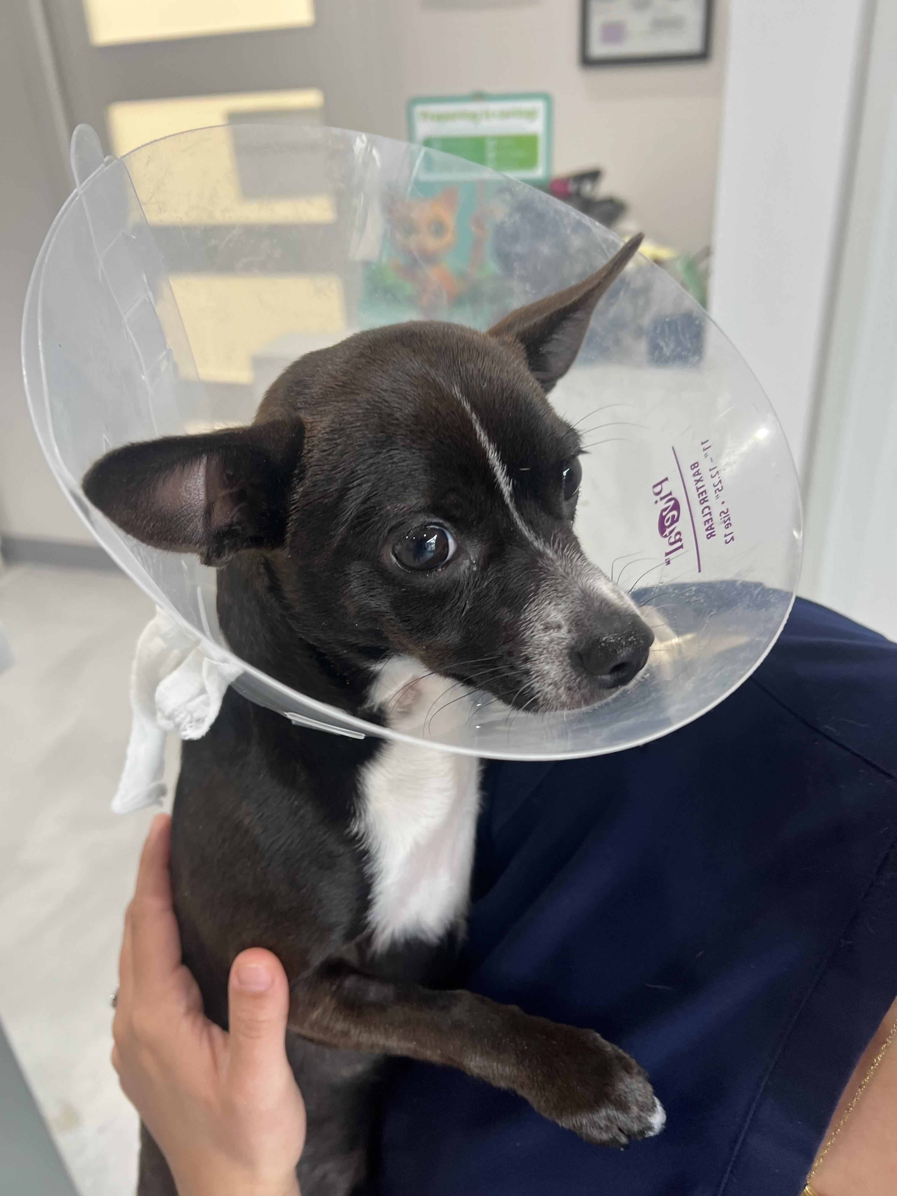 Enlarge Papas, an adopted Chihuahua in Los Angeles, CA image 6/6