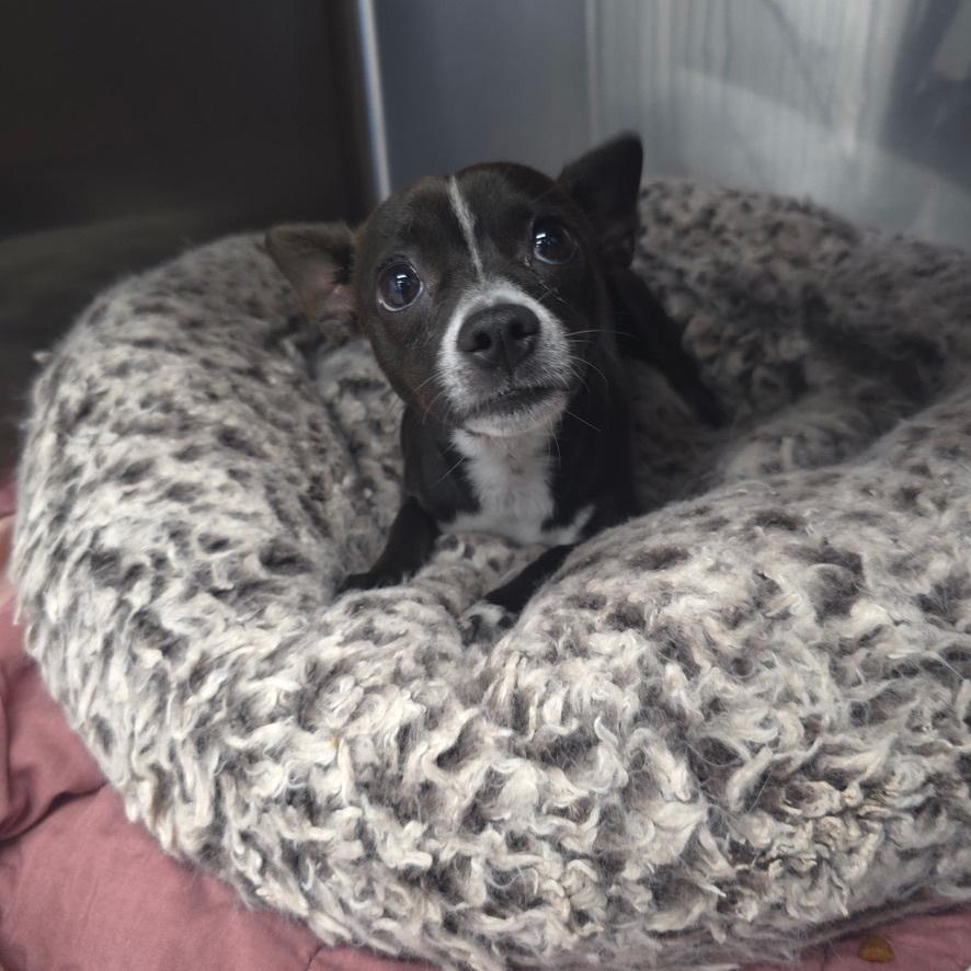 Enlarge Papas, an adopted Chihuahua in Los Angeles, CA image 3/6