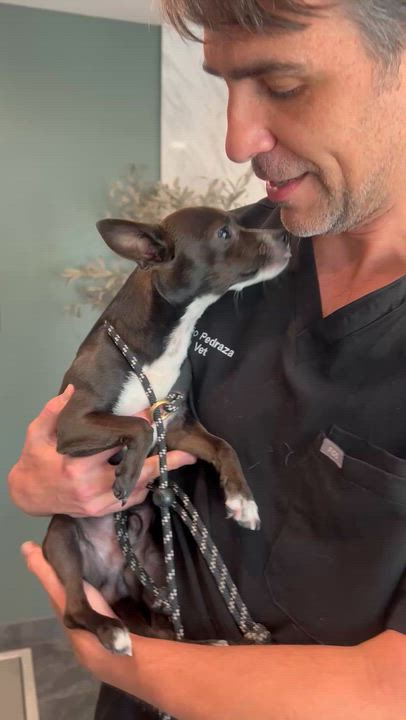 Enlarge Papas, an adopted Chihuahua in Los Angeles, CA video 5/6