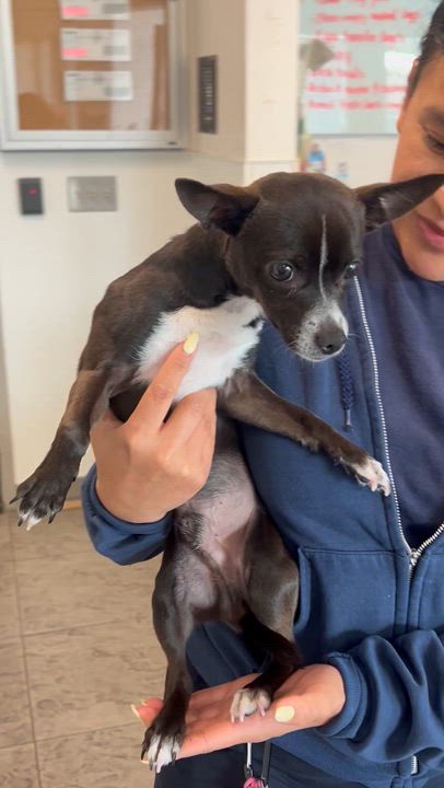 Enlarge Papas, an adopted Chihuahua in Los Angeles, CA video 4/6