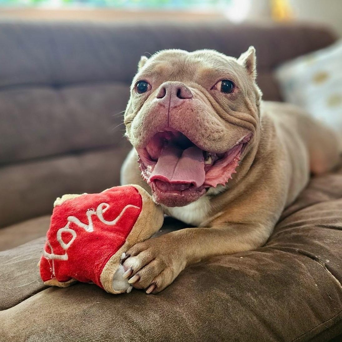 Koa, ADOPTABLE, Adult Male English Bulldog & Pit Bull Terrier.