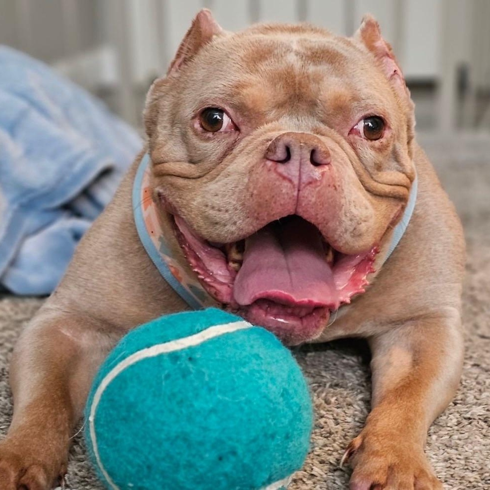 Koa, a ADOPTABLE mixed breed in Citrus Heights, CA image 2/6