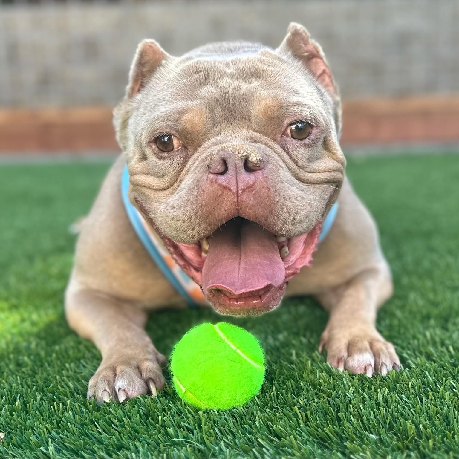 Koa, a ADOPTABLE mixed breed in Citrus Heights, CA image 3/6