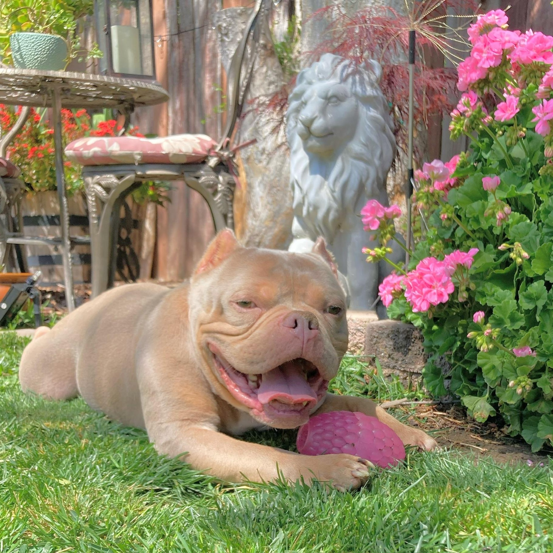 Koa, a ADOPTABLE mixed breed in Citrus Heights, CA image 4/6