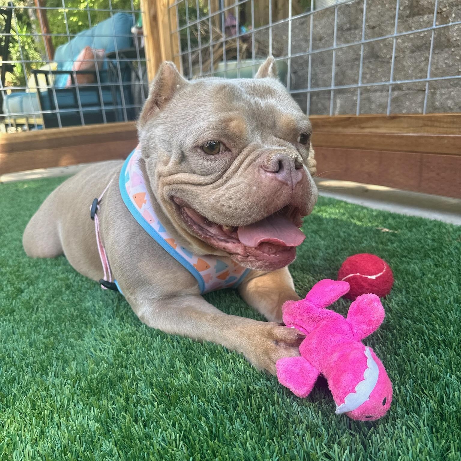 Koa, a ADOPTABLE mixed breed in Citrus Heights, CA image 5/6