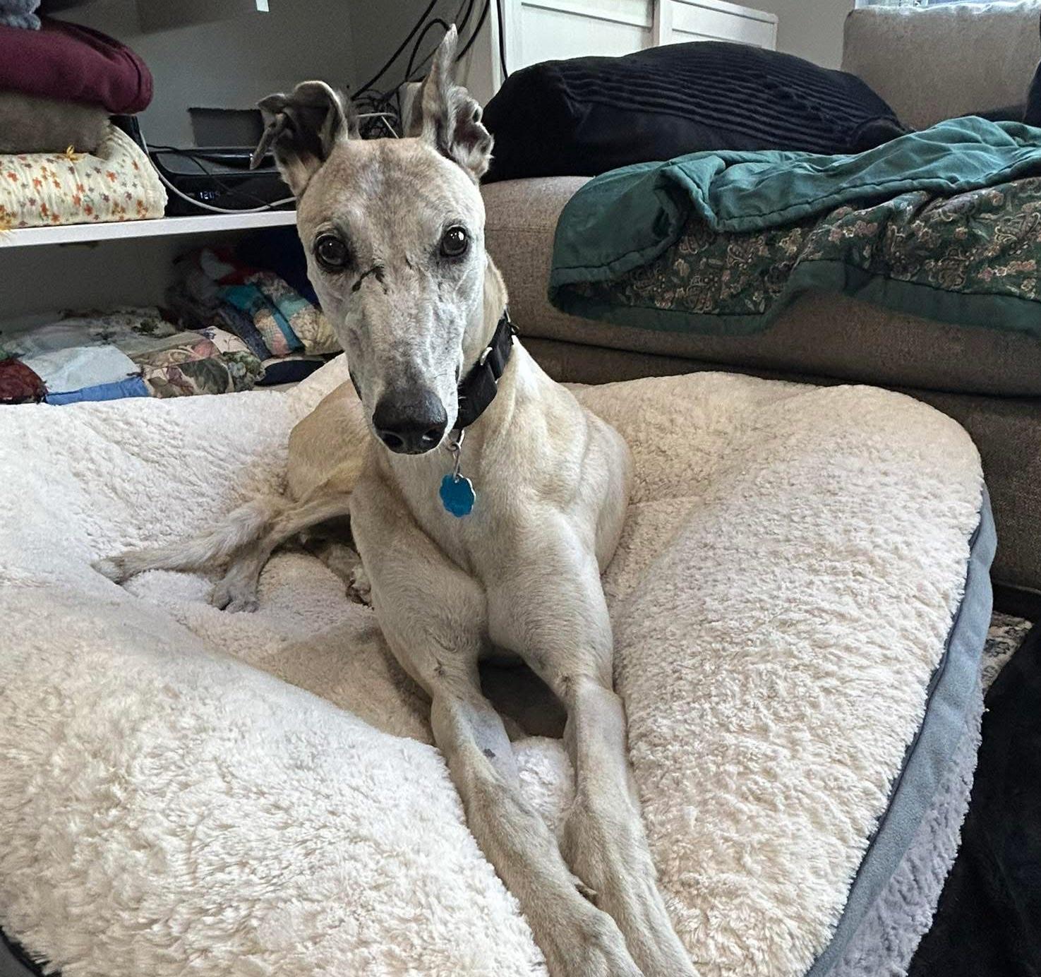 Faith, Adoptable, Adult Female Greyhound.