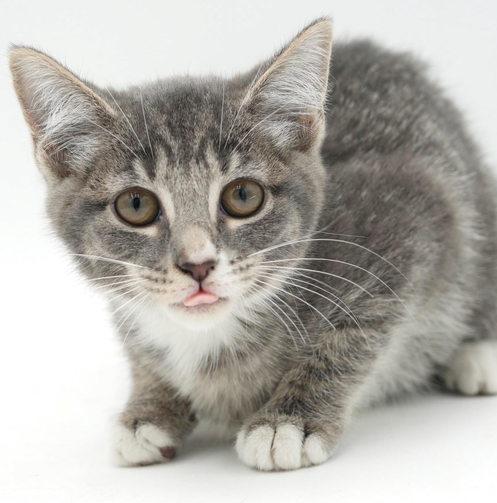 Enlarge Slate will rock your world with her SUPER love - TINY TOT, a Adoptable mixed breed in Bedford Hills, NY image 2/6
