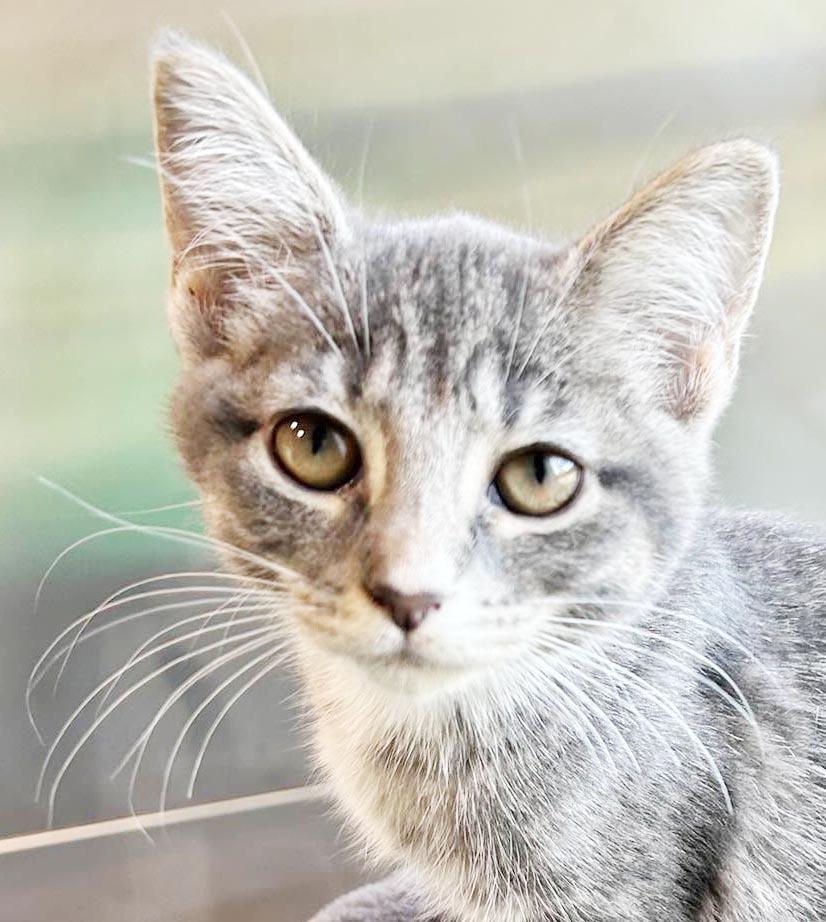 Enlarge Slate will rock your world with her SUPER love - TINY TOT, a Adoptable mixed breed in Bedford Hills, NY image 6/6