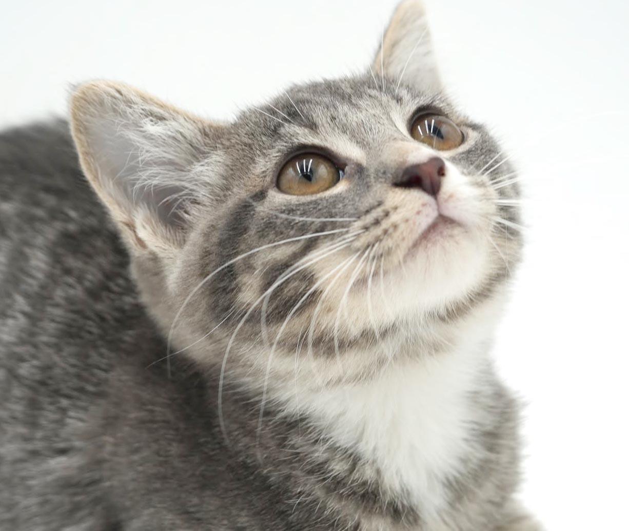 Enlarge Slate will rock your world with her SUPER love - TINY TOT, a Adoptable mixed breed in Bedford Hills, NY image 3/6