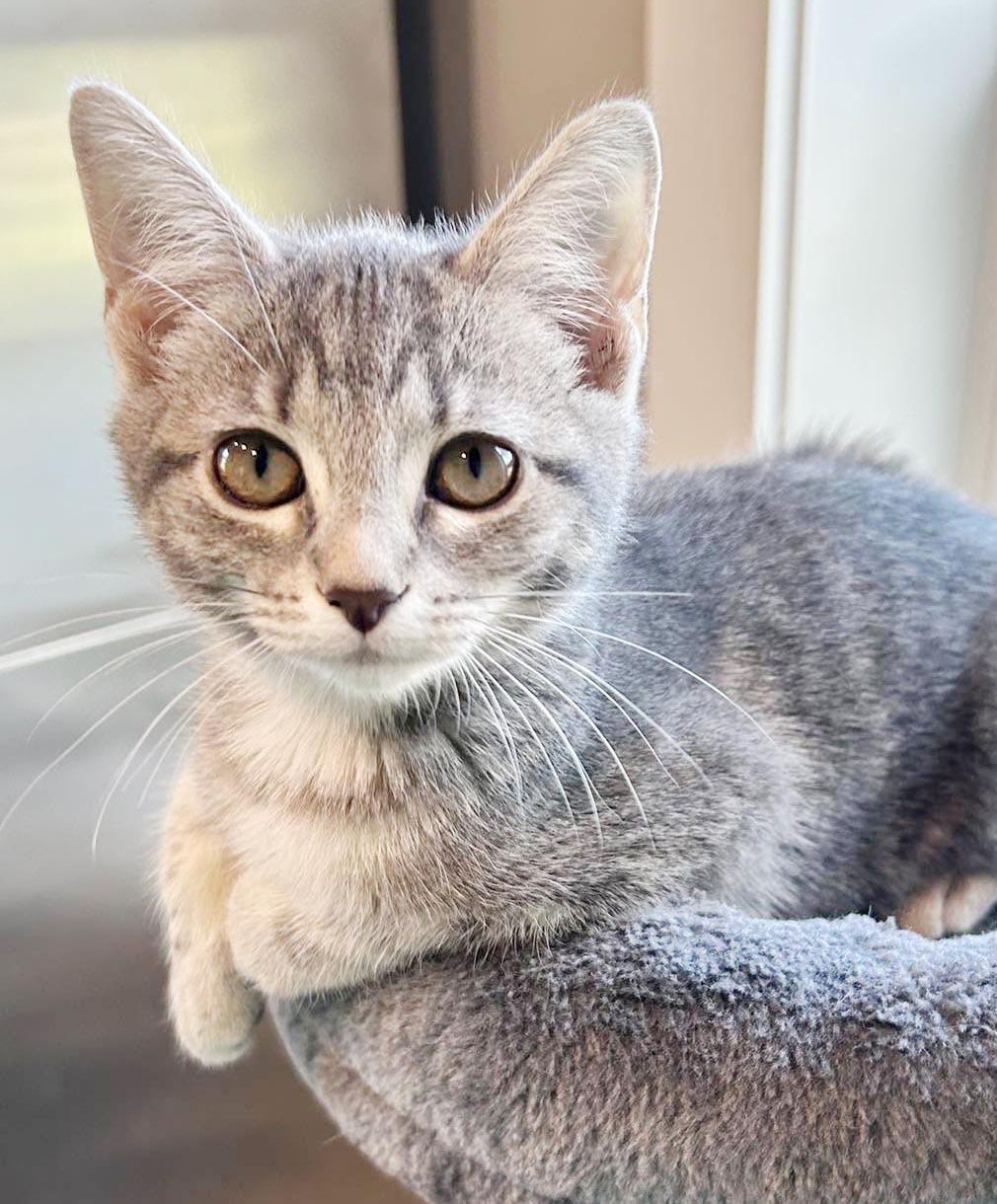Enlarge Slate will rock your world with her SUPER love - TINY TOT, a Adoptable mixed breed in Bedford Hills, NY image 4/6