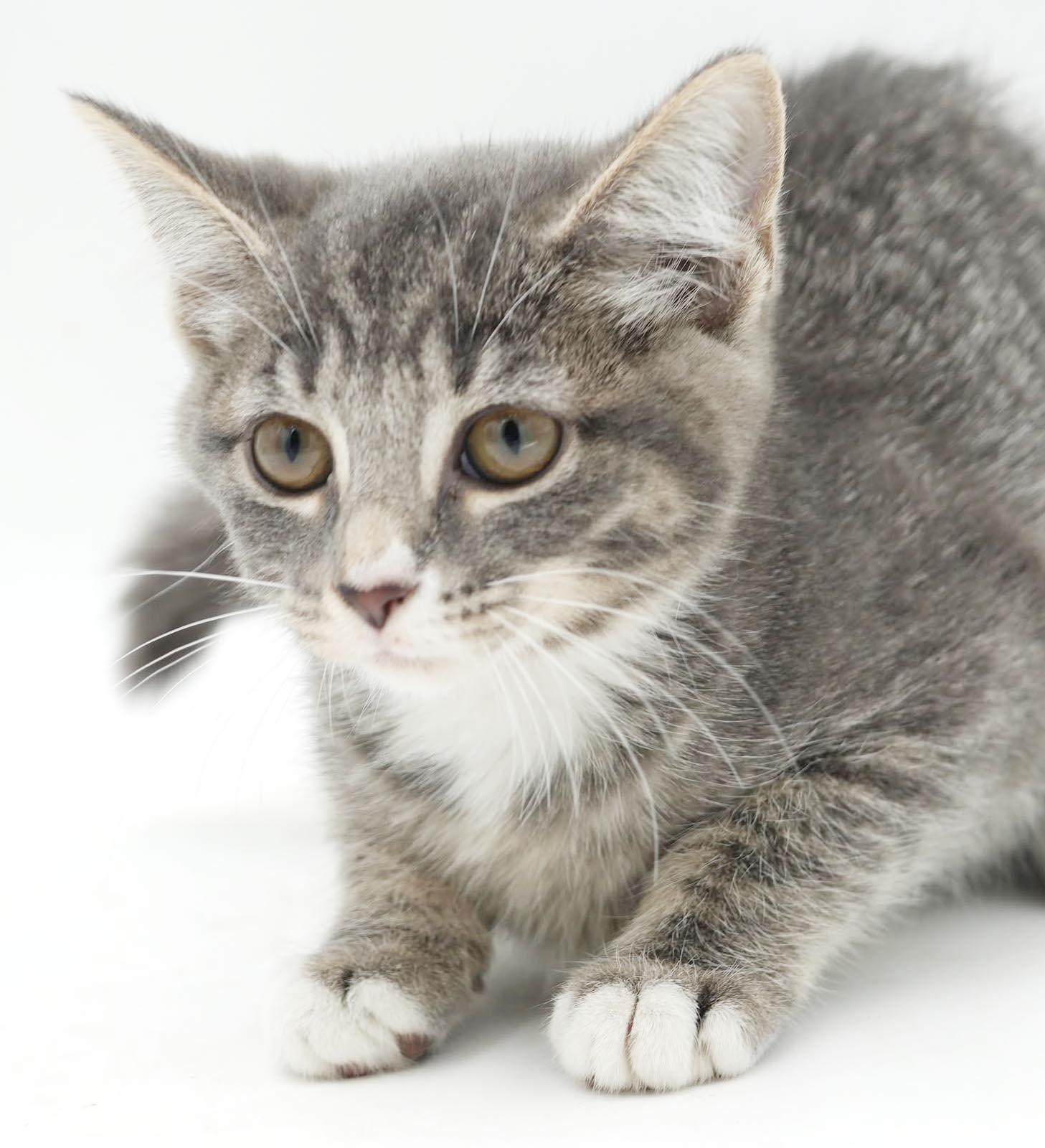 Enlarge Slate will rock your world with her SUPER love - TINY TOT, a Adoptable mixed breed in Bedford Hills, NY image 5/6