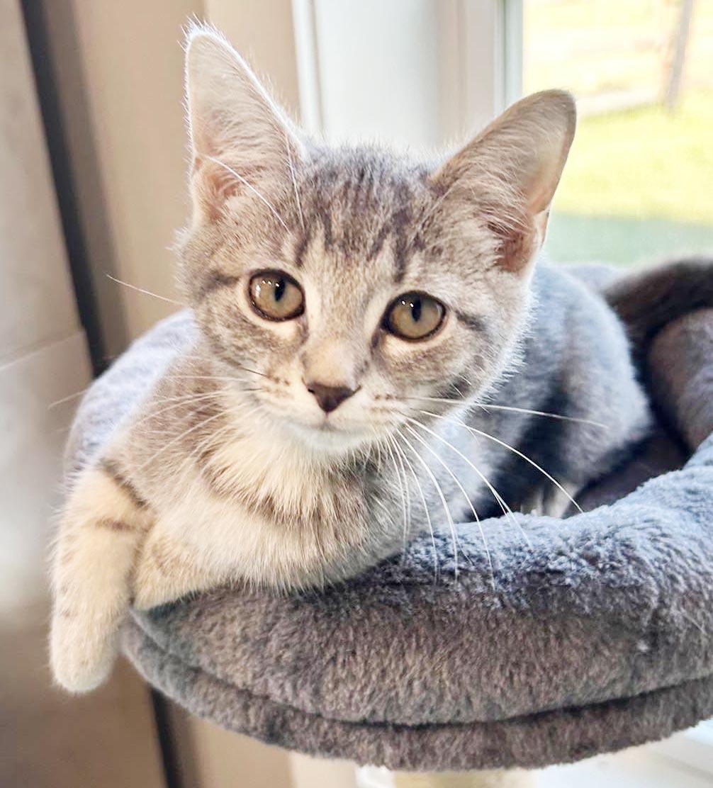 Enlarge Slate will rock your world with her SUPER love - TINY TOT, a Adoptable mixed breed in Bedford Hills, NY image 1/6