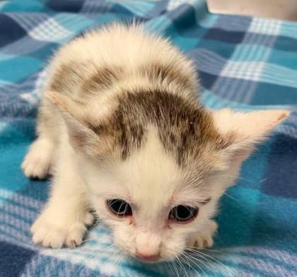 Miny, Adoptable, Kitten Male Domestic Short Hair & Domestic Short Hair.