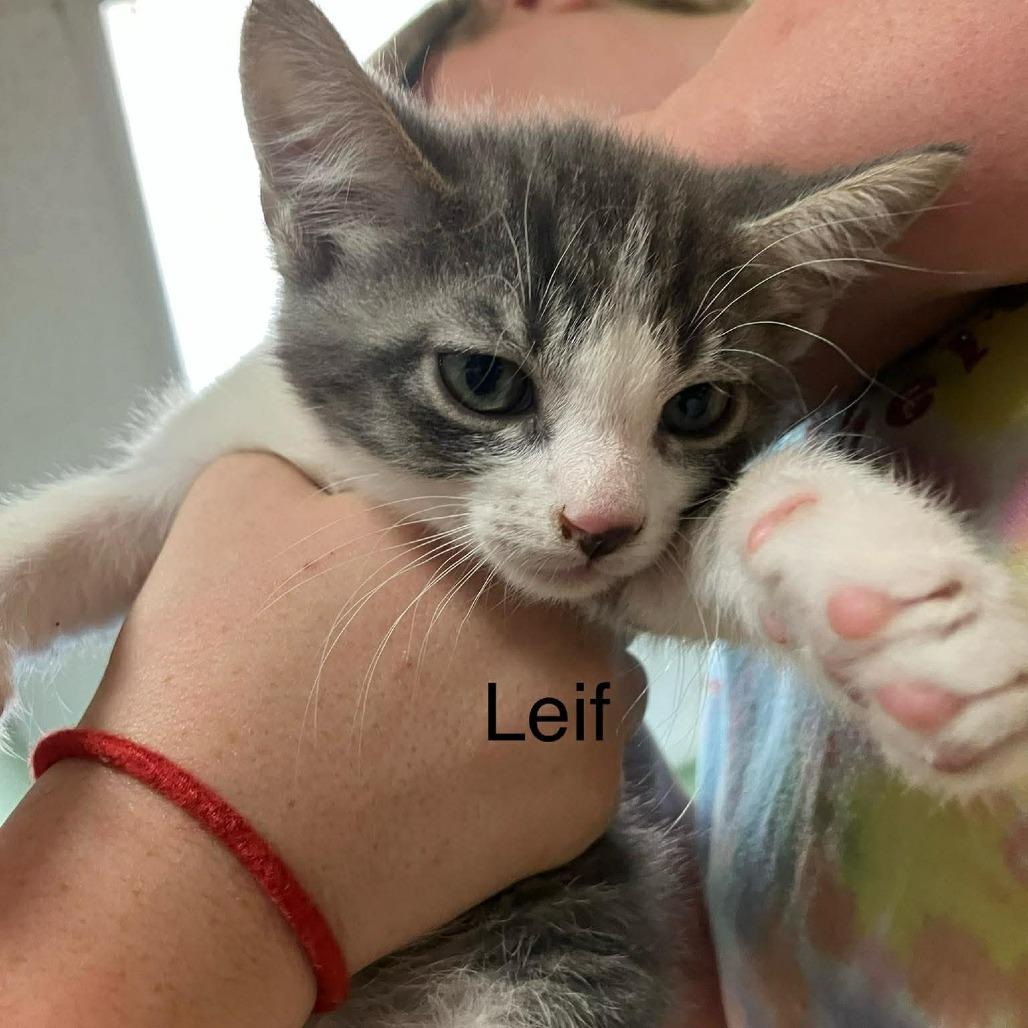 Leif, Adoptable, Kitten Male Domestic Short Hair.