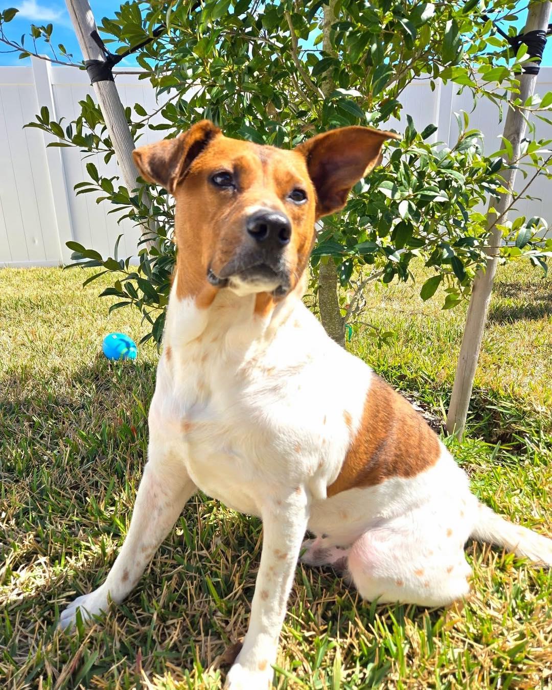 Shane, ADOPTABLE, Adult Male American Foxhound.
