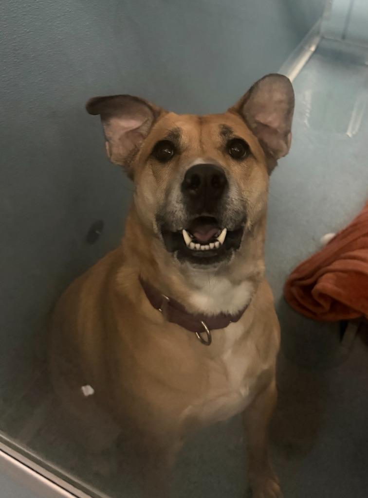 Amara, Adoptable, Adult Female Mixed Breed.