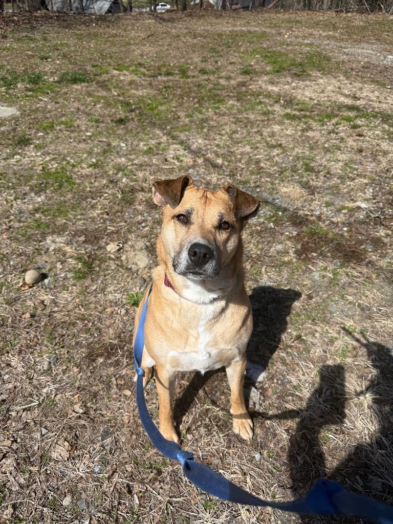 Enlarge Amara, a Adoptable mixed breed in Hyde Park, NY image 2/3