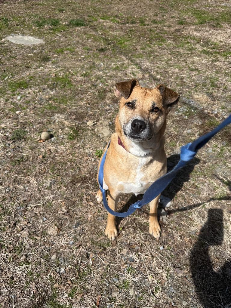 Enlarge Amara, a Adoptable mixed breed in Hyde Park, NY image 3/3