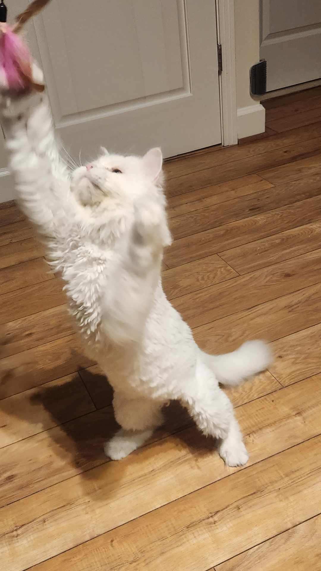 Enlarge Harry (part Persian), a ADOPTABLE Persian in Fairfax, VA image 4/5