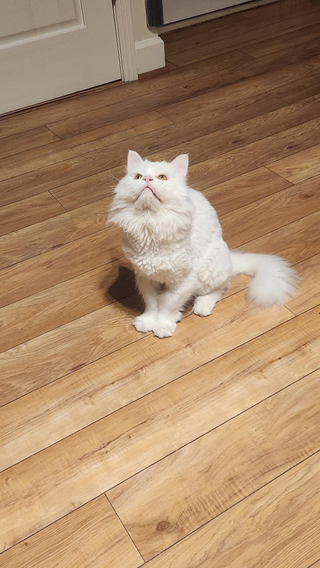 Enlarge Harry (part Persian), a ADOPTABLE Persian in Fairfax, VA image 5/5