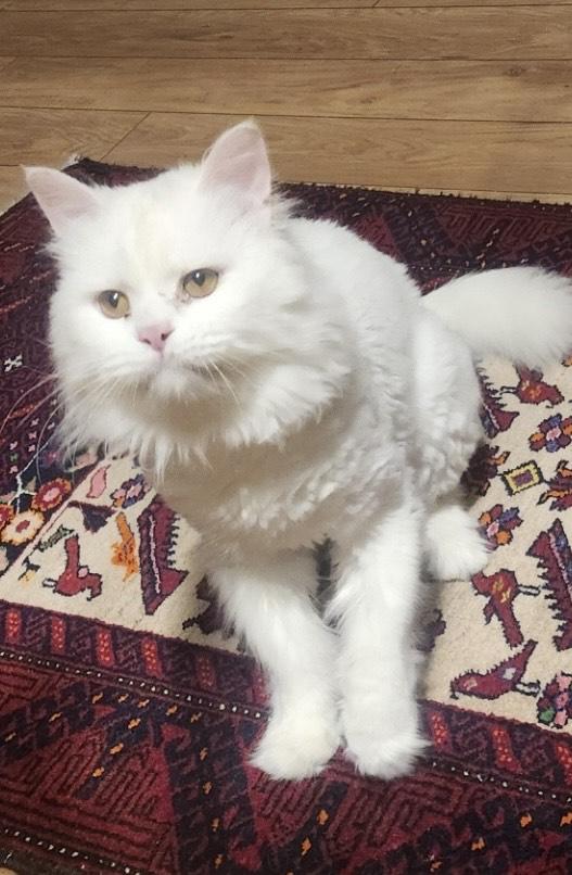 Enlarge Harry (part Persian), a ADOPTABLE Persian in Fairfax, VA image 1/5