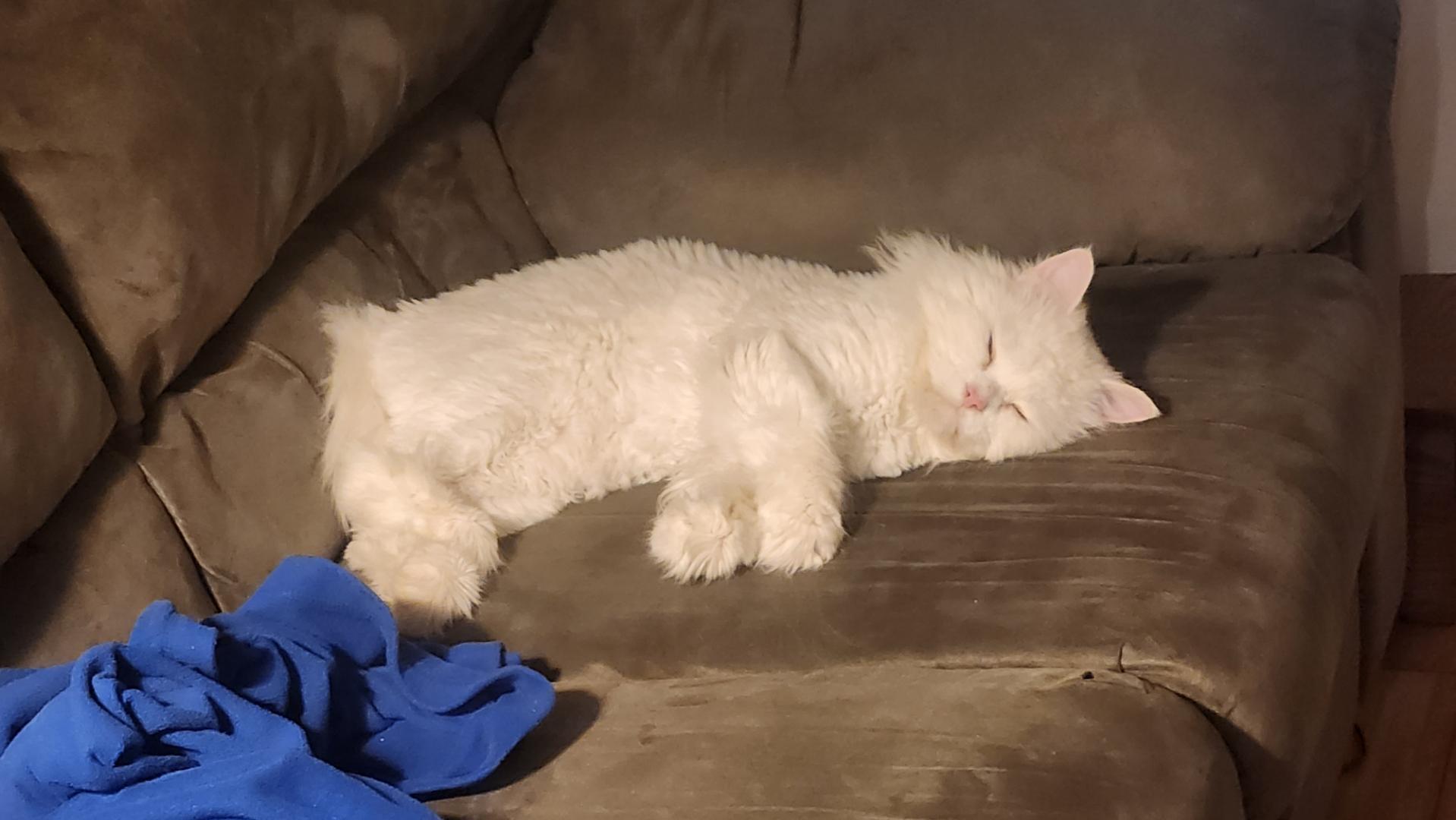 Enlarge Harry (part Persian), a ADOPTABLE Persian in Fairfax, VA image 3/5