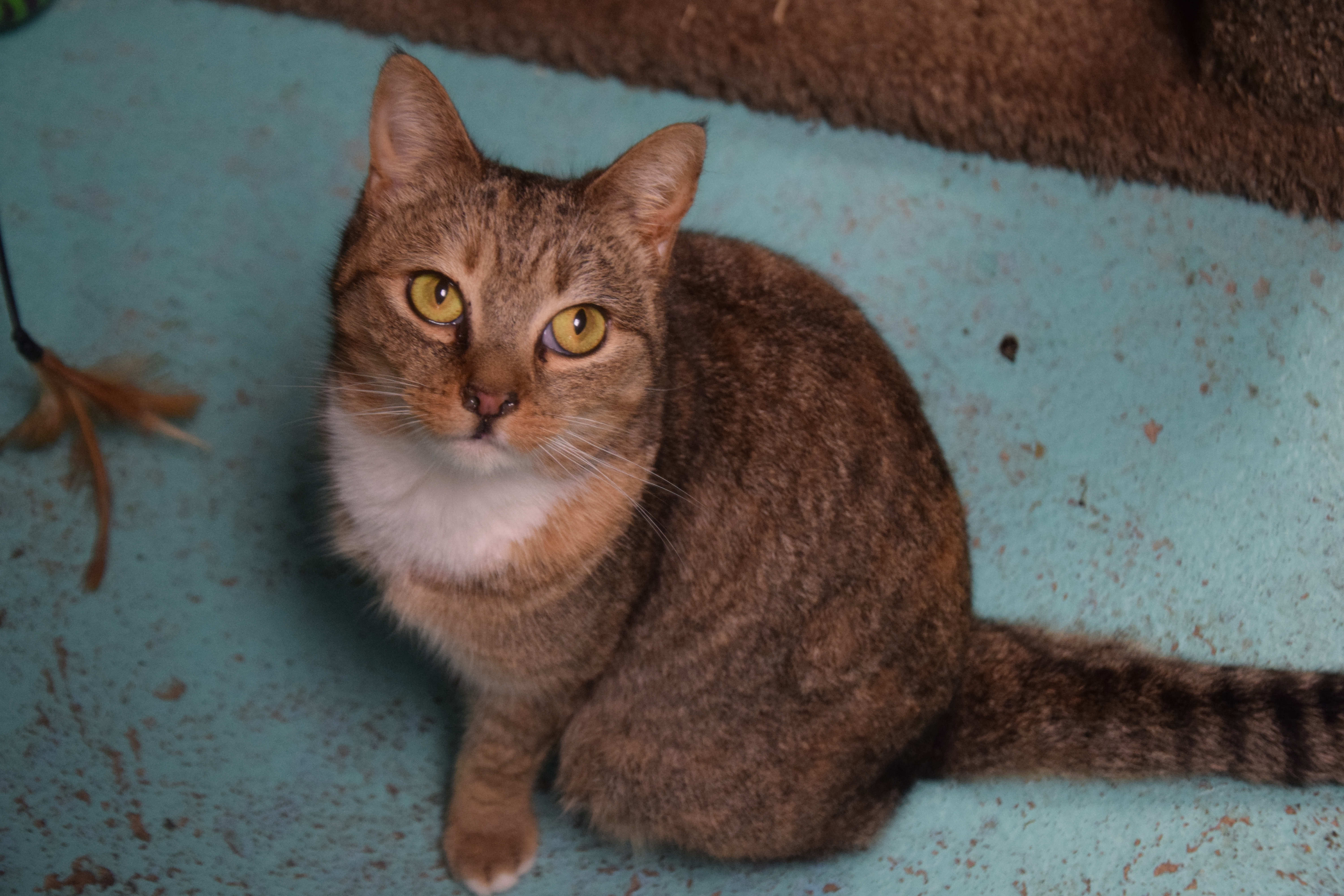 Venetian, a Adoptable Domestic Short Hair in Pottsville, PA image 1/2