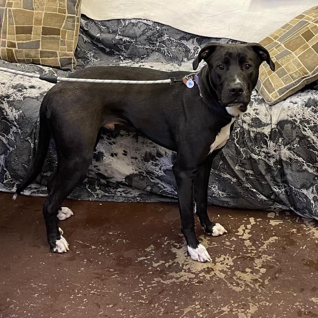 Enlarge Beau, a Adoptable mixed breed in Baldwin, WI image 1/1