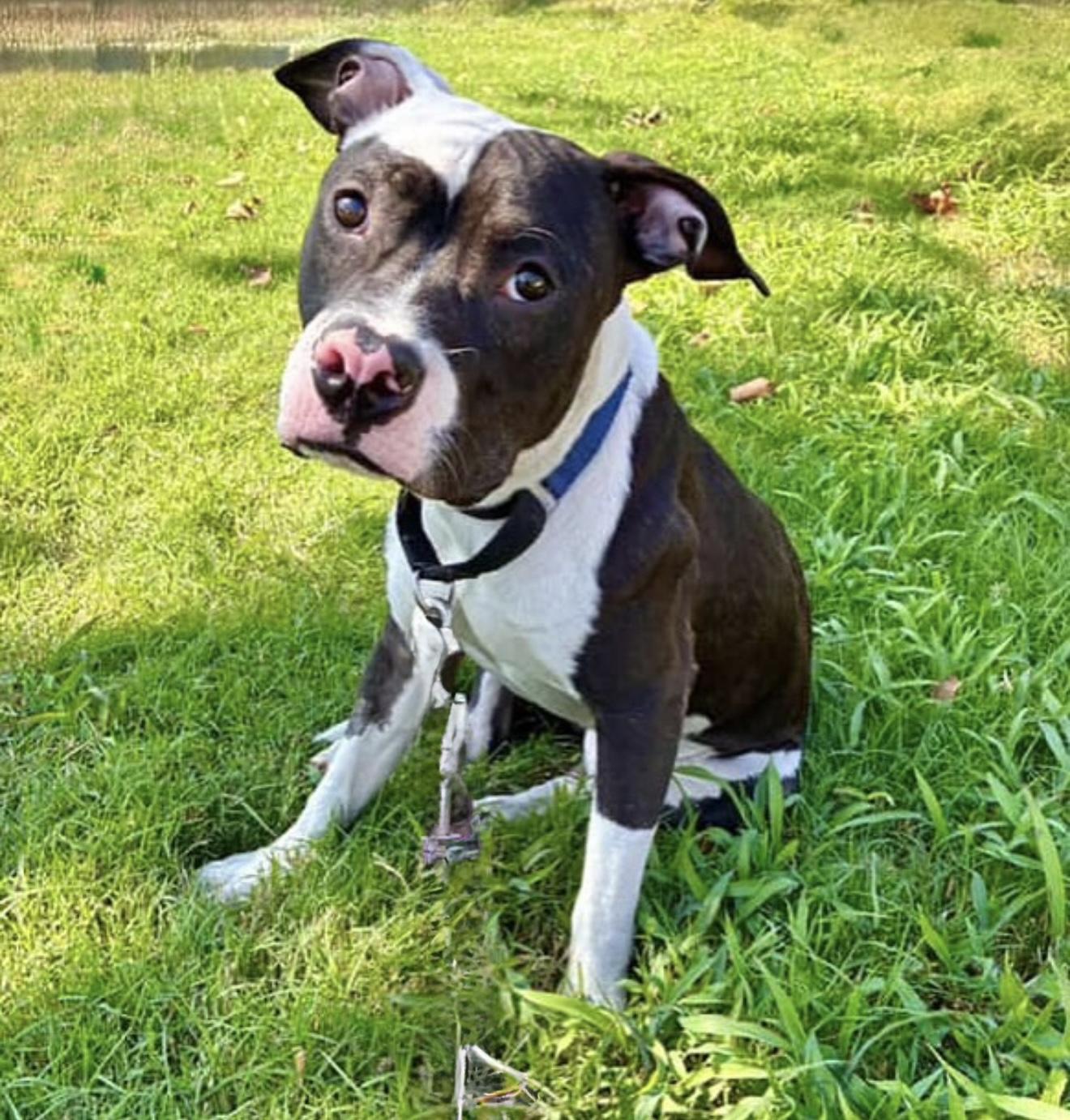 Mr.Moo, a Adoptable mixed breed in Brooklyn, NY image 2/3