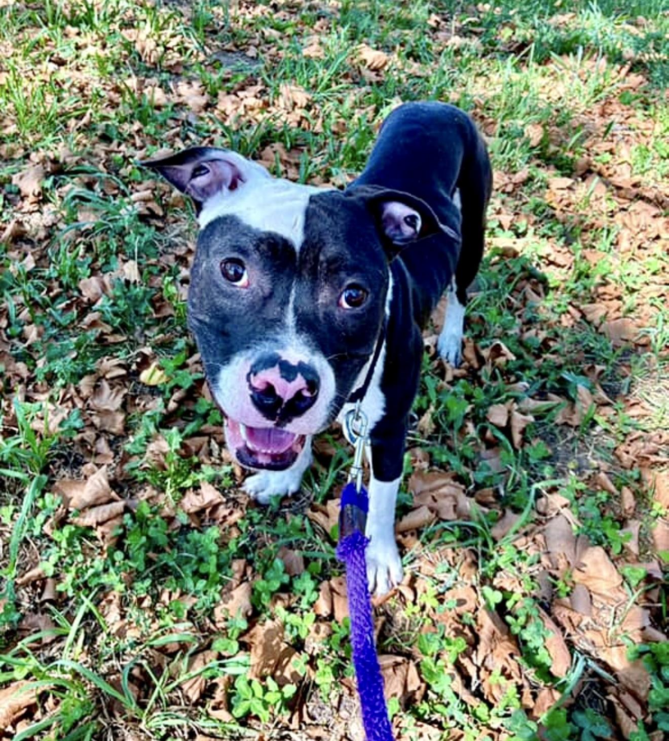 Mr.Moo, a Adoptable mixed breed in Brooklyn, NY image 3/3