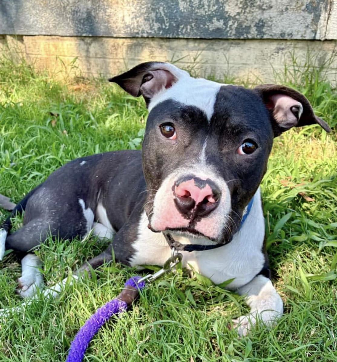 Mr.Moo, Adoptable, Young Male Pit Bull Terrier.