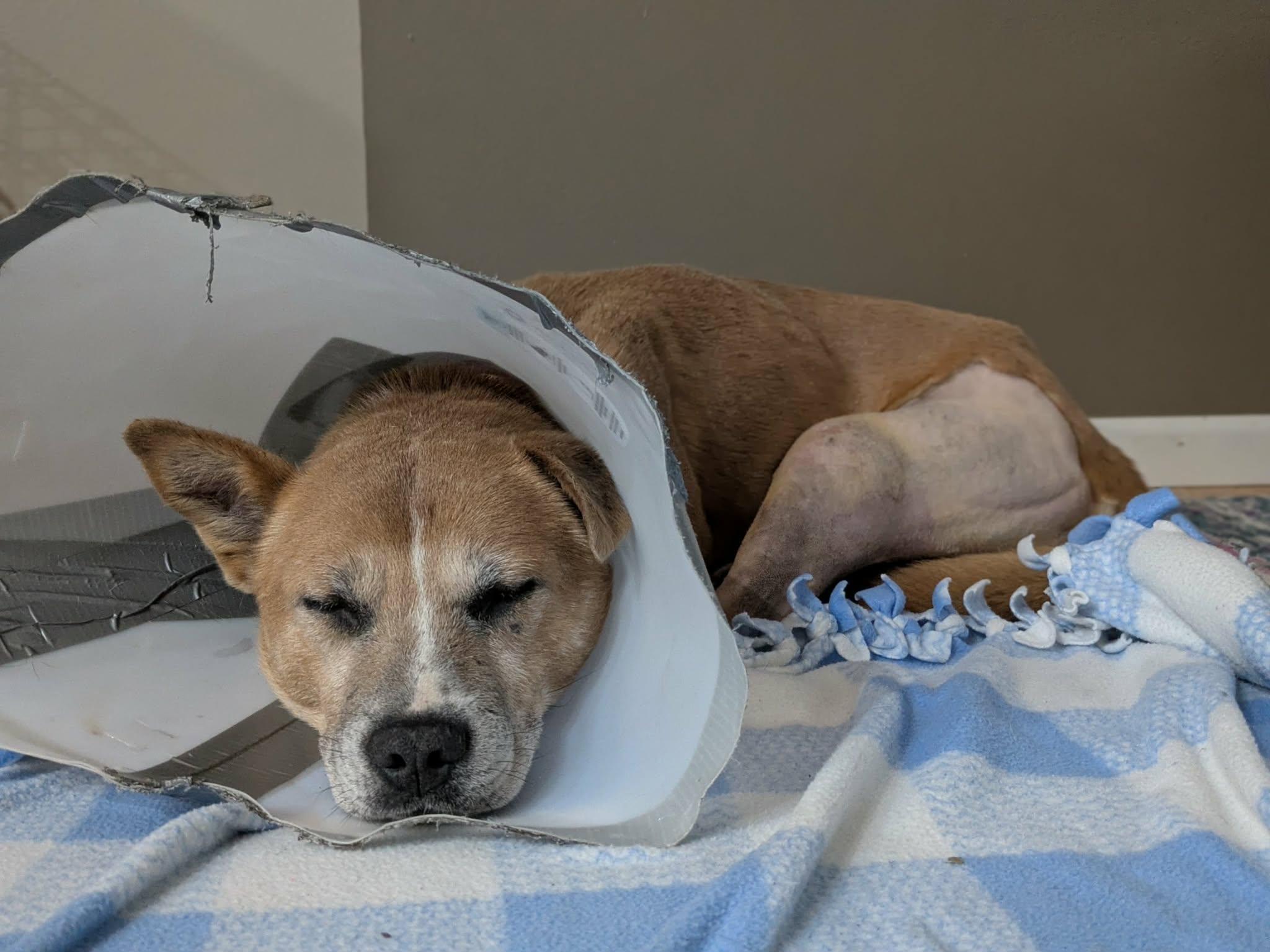 Chuck, Adoptable, Adult Male Cattle Dog.