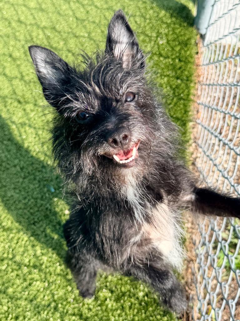 Enlarge Ramona, a Adoptable mixed breed in Cape Coral, FL image 1/2